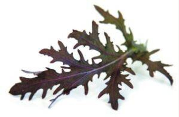 Brassica rapa  Rode mizuna (20)