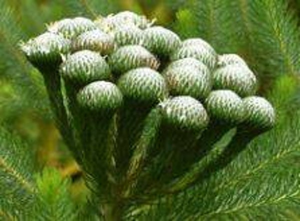 Brunia albiflora - Kaaps Groen (1-5)