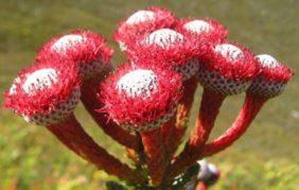 Brunia stokeii (Kaaps Groen)