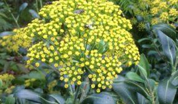 Bupleurum fruticosum - Doorwas (10-15)