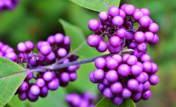 Callicarpa japonica (5-10)