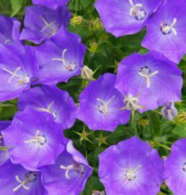 Campanula carpatica - Karpatenklokje (20)