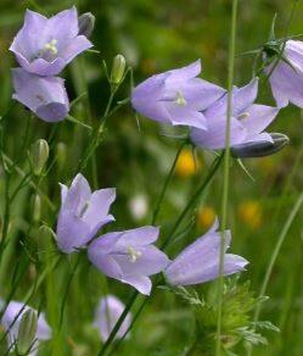 Campanula rotundifolia - Grasklokje (20)