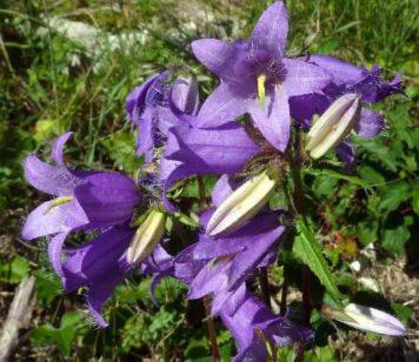 Campanula trachelium - Ruig klokje (20)