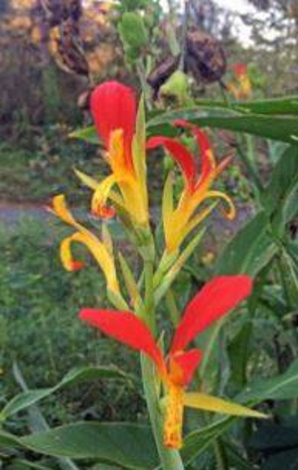 Canna indica 'Zuid-Afrika' - Indisch prachtriet (5-10)