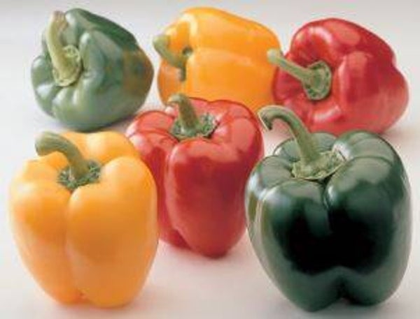 Capsicum annuum 'California wonder' - Paprika (10)