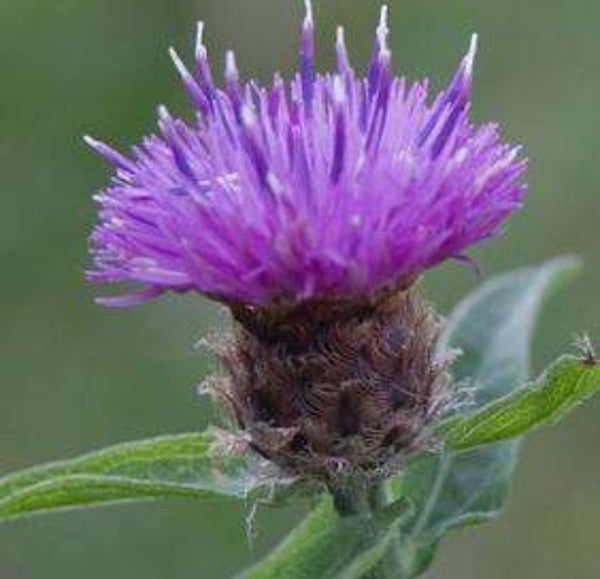 Centaurea nigra - Knoopkruid (30)