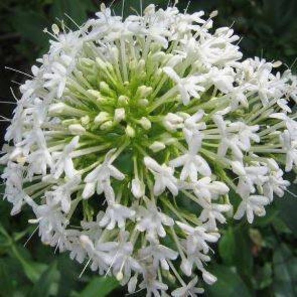 Centranthus ruber albus - Spoorbloem (10+)