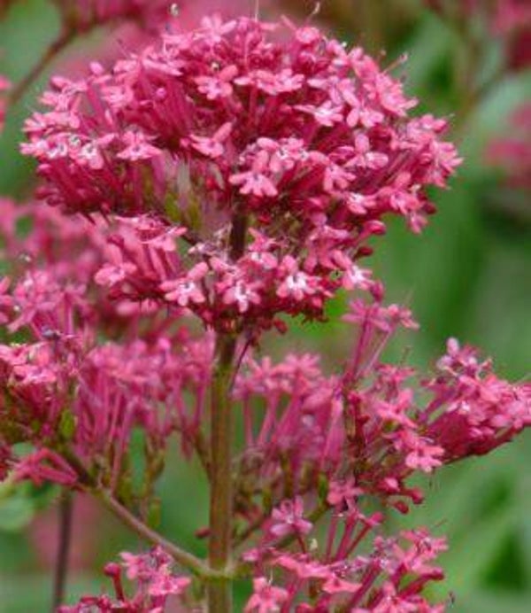 Centranthus ruber - Spoorbloem (25)