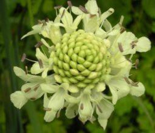 Cephalaria procera – Reuzenscabiosa (10)