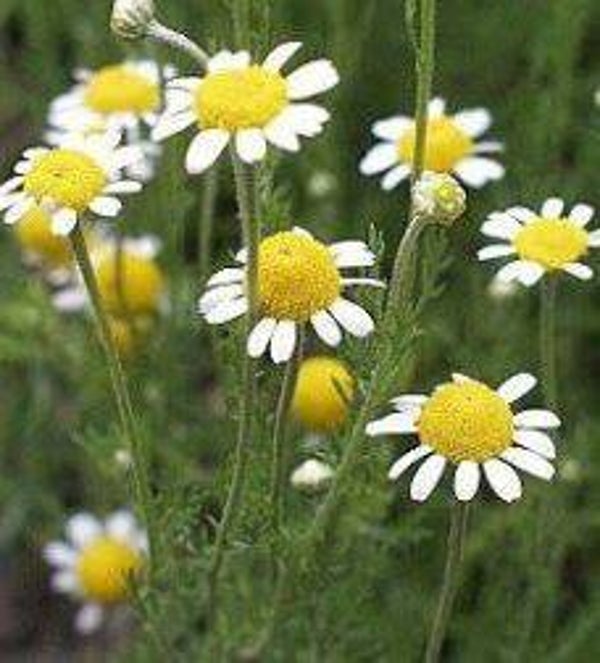 Chamaemelum reticutita (Kamille)