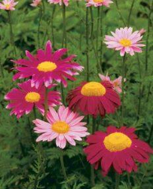 Chrysanthemum coccineum - Pyrethrum (25)
