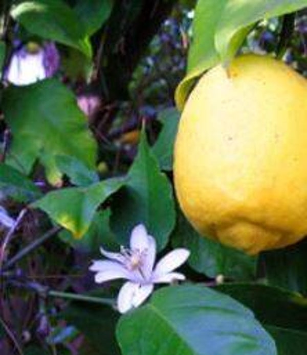 Citrus limon - Citroenboom (5)
