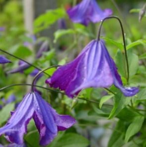 Clematis viticella - Bosrank (5-10)
