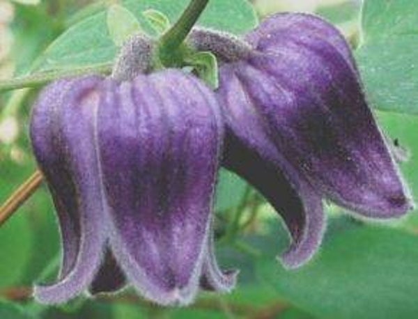 Clematis fusca violacea - Bosrank (15)