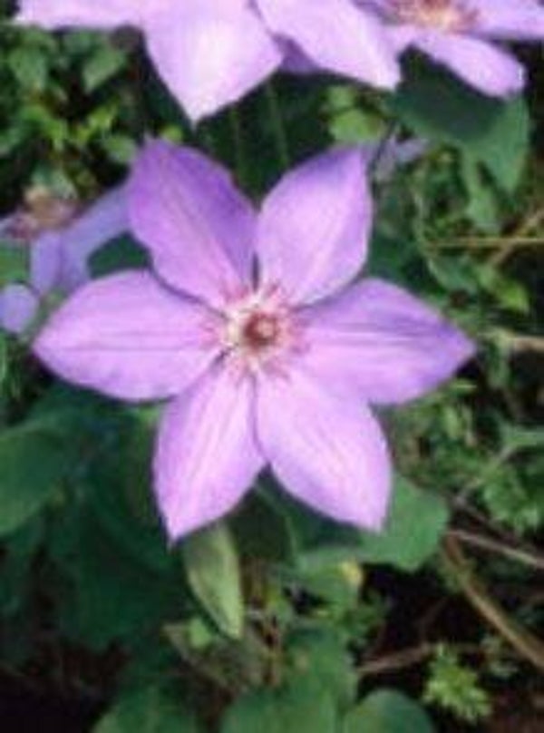 Clematis hybride