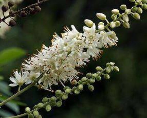 Clethra alnifolia - Schijn-els (20+)