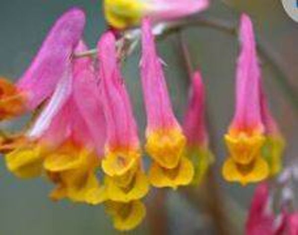 Corydalis sempervirens - Vogeltje-op-de-kruk (30)