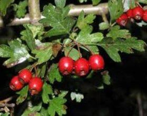 Crataegus monogyna - Meidoorn (15)