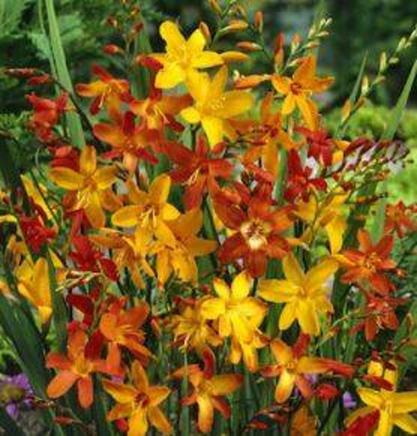 Crocosmia mix (20)