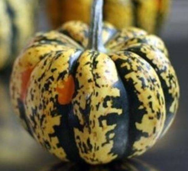 Cucurbita maxima 'Mongogo de Guatemala' - Pompoen (5)