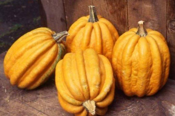 Cucurbita maxima “Kamo Kamo” - Pompoen (5)