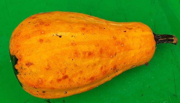 Cucurbita maxima “Kleine peer” - Pompoen (5)