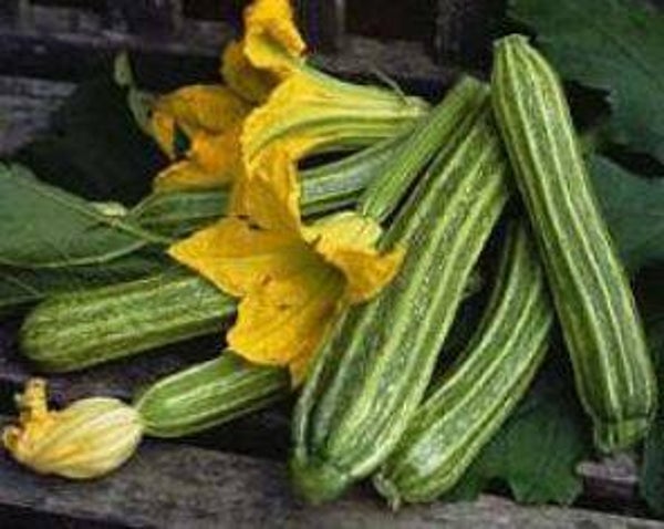 Cucurbita pepo "Romanesco" - Courgette (5)