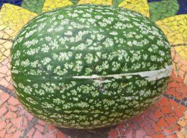 Cucurbita maxima "Watermelon" – Pompoen (5)
