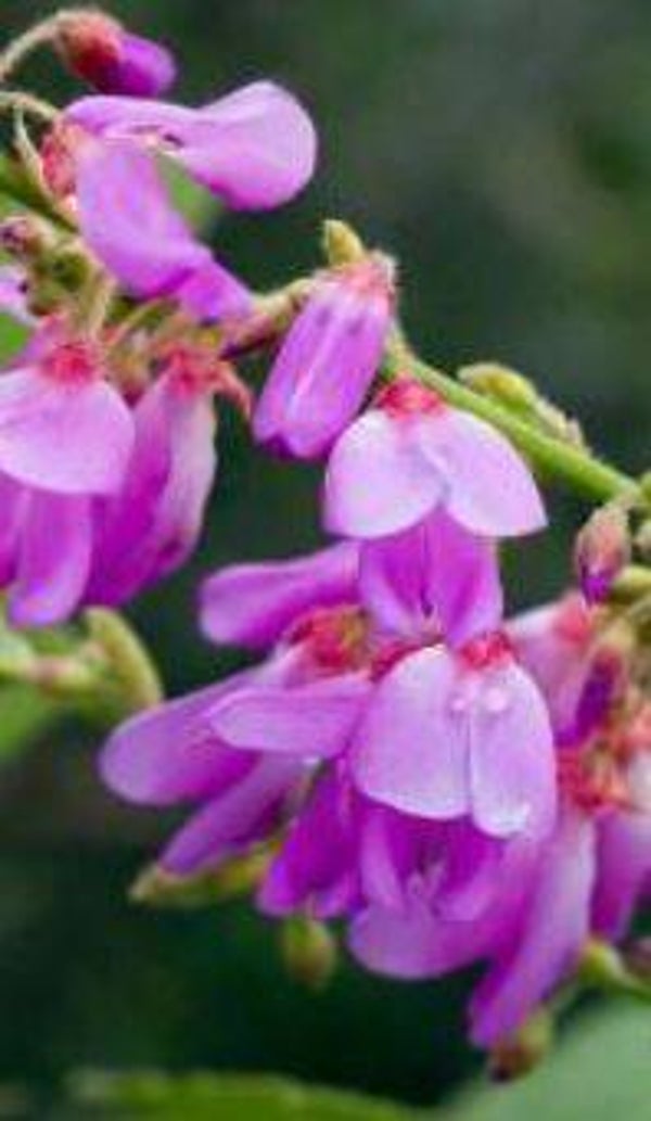 Desmodium elegans – Kleefklaver (10-15)