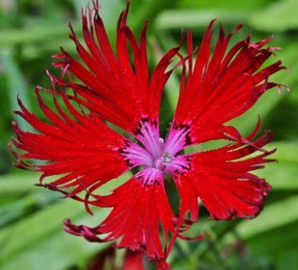 Dianthus superbus "Crimsoniana" (25)