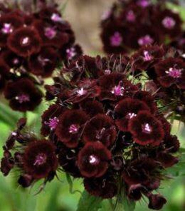Dianthus barbatus 'Sooty' - Duizendschoon (30)