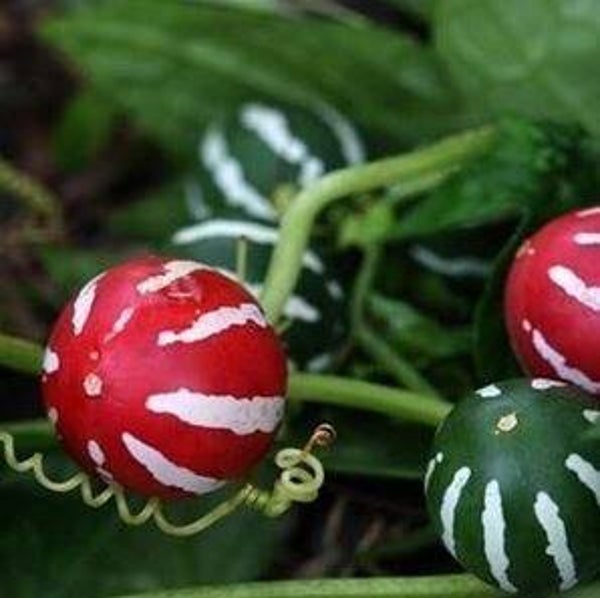 Diplocyclos palmatus - Kerstklimmer (3-5)