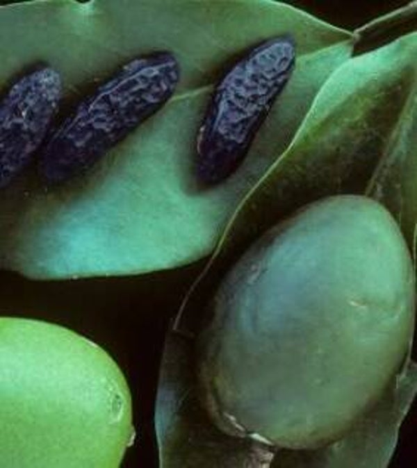 Dipteryx odorata (Tonkaboon)