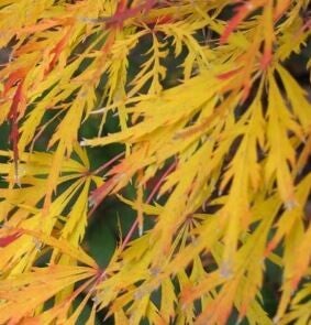 Acer palmatum - Japanse esdoorn (5)