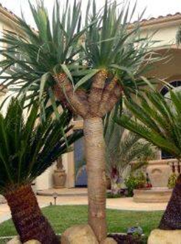 Dracaena draco - Drakenbloedboom (1-5)