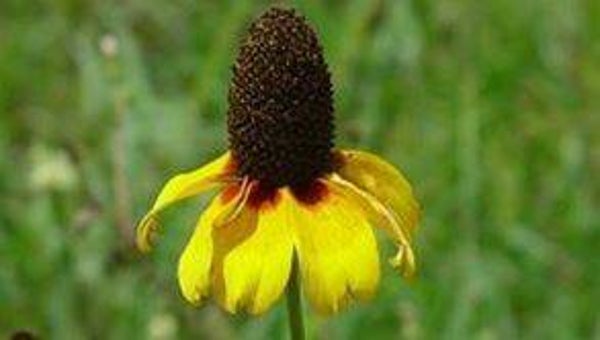 Dracopsis amplexicaulis (Kegelkop)