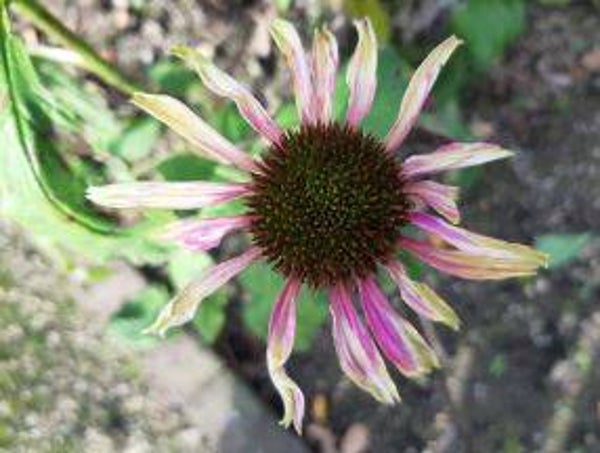 Echinacea "Green envy" - Zonnehoed (10+)