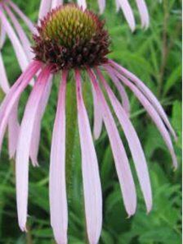 Echinacea pallida - Zonnehoed (10)