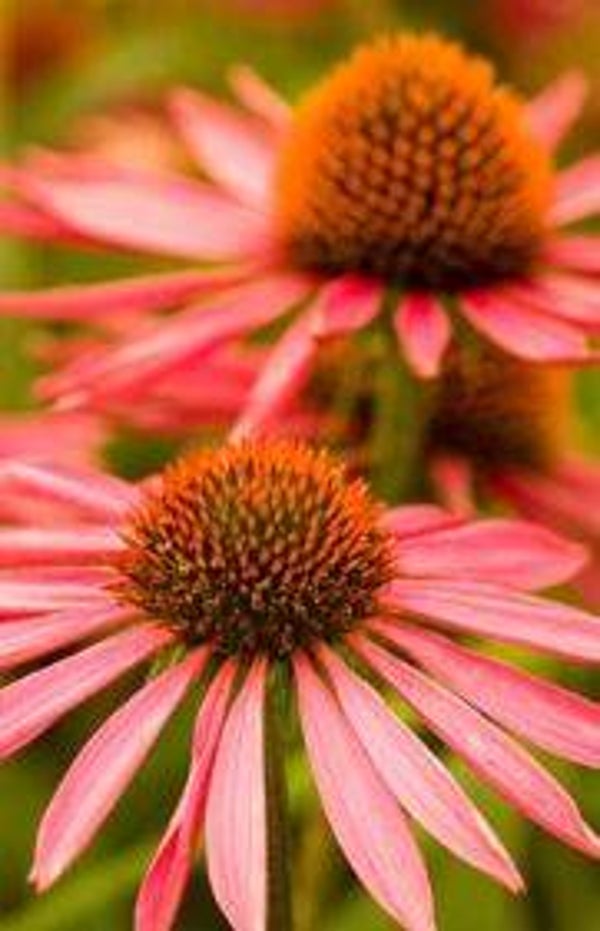 Echinacea "Pica bella" (Zonnehoed)