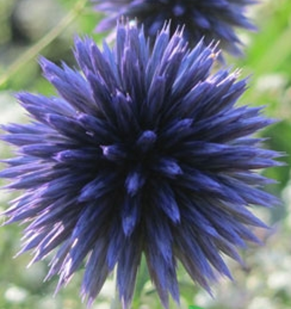 Echinops bannaticus (Kogeldistel)