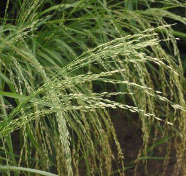 Eragrostis tef - Tef-graan (200)