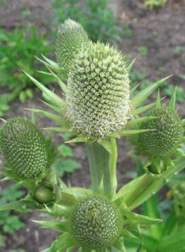 Erynchium agavifolium - Kruisdistel (10-15)