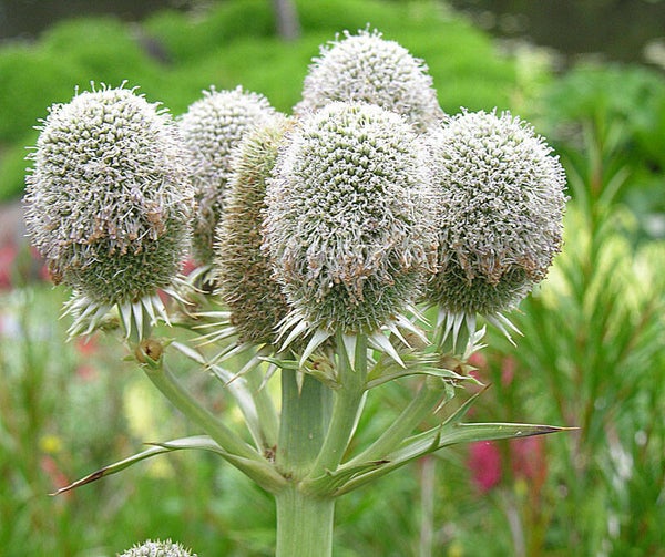 Erynchium serra (Kruisdistel)