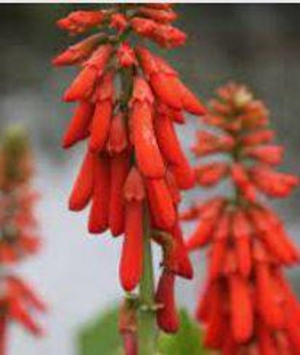 Erythrina zeyheri - Ploegbreker (1-5)
