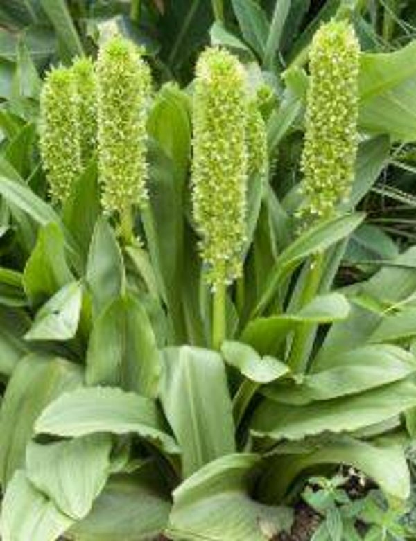 Eucomis pallidiflora - Kuiflelie (3-5)