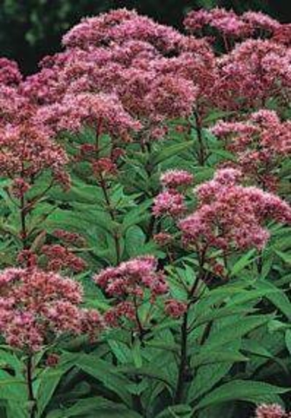 Eupatorium purpureum - Purper leverkruid (25)