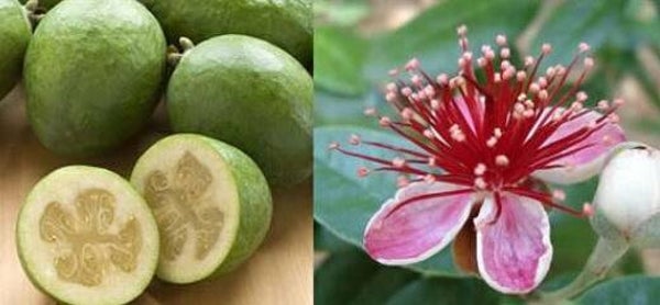 Feijoa sellowiana - Ananasguave (3)