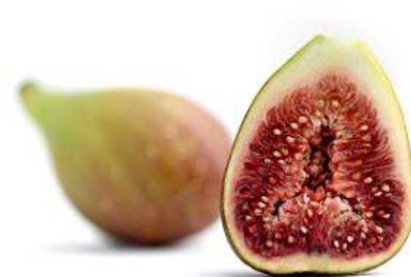 Ficus carica - Vijg (10)