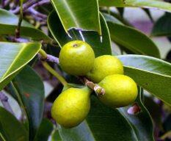 Ficus macrophylla (5)